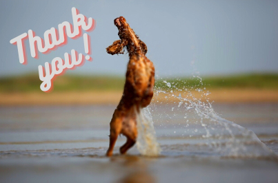 Thank you - Das etwas andere Anti-Giftköder-Training